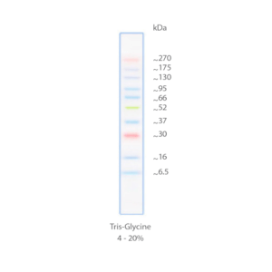 GRS Protein Marker MultiColour PLUS