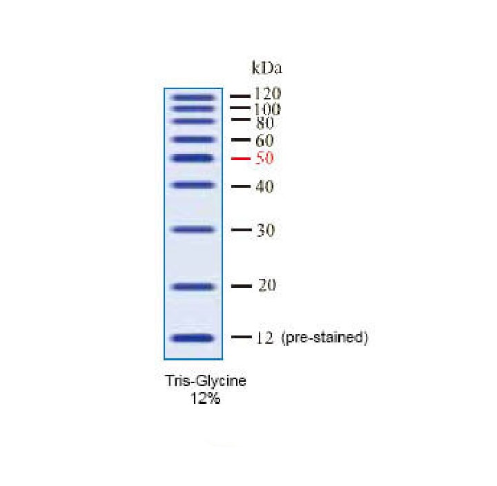using unstained protein ladder for western blot