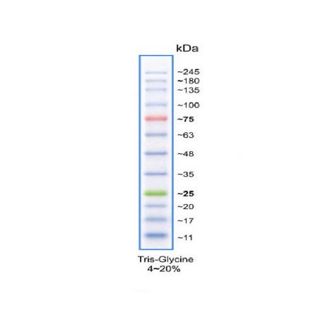 GRS Protein Marker MultiColour